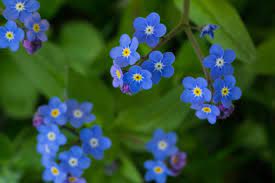 È quindi molto utile conoscere questo grande patrimonio fatto di simboli per donare il fiore giusto per ogni occasione e per. I Fiori Azzurri Piu Belli Da Conoscere Per Tutte Le Stagioni