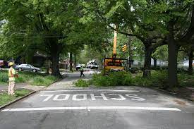 Best trees for street planting. Urban Forestry Wikipedia