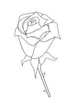 Malvorlagen Rosen Und Rosenknospen Zum Ausmalen