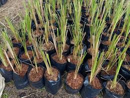 Tanaman obat yang tahan hujan. Mengenal Vetiver Tanaman Yang Bermanfaat Cegah Longsor Okezone Nasional