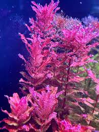 Image result for Rotala capensis