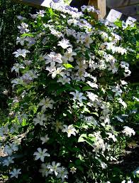 From vigorous to compact climbers, as well as herbaceous types for a sunny border, here's everything you need to know to grow these plants in your garden. Growing Clematis From Seed Garden Myths