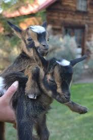 Pin By Lori Ann Christina On Chickens Goats Oh My Goats Cute Animals Animals
