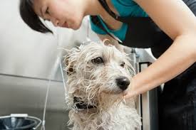 After you apply oil, you may need to shampoo that spot to remove any remains bits of sticky substance and oily substance. How To Remove Tree Sap From Your Dog S Fur Olsen Veterinary Clinic