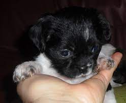 Maybe you would like to learn more about one of these? Kleine Chihuahua Shih Tzu Welpen Hunde Kleinanzeigen Net