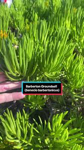 Image result for Senecio barbertonicus