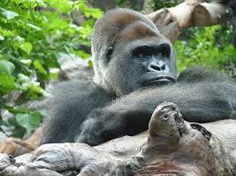 Resultado de imagen de imagenes de loro parque