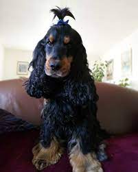 Since they have such long coats, you might want to consider dressing your pup up with some cute dog bows or hair clips. Coucou Mes Amis Long Hair Styles English Cocker Spaniel Hair Styles