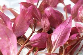 Image result for Alternanthera