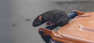 Such a common question is surprisingly difficult to answer online. How Much Does It Cost For Rat Control Archives Debugged Sg The Pest Control Blog