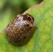 Image result for Paropsia braunii