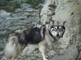 It is believed that a male wolf mated with a dog identified as a siberian husky. Husky And Wolf Hybrid Siberian Husky Beautiful Dogs Alaskan Malamute