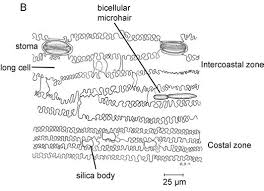 Image result for Elionurus platypus