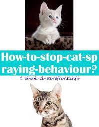 3 Handsome Clever Tips Can You Remove A Cats Spray Gland Cat Spray Hydrogen Peroxide Do Male Cats Spray If Fixed Why Is My Female Cat Spraying O Admirable Cata