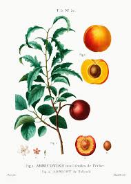 Inside Part Of Apricot Apricot From Holland Abricot De Hollande From Trait Eacute Des Arbres Et Arbustes Que L Apricot Tree Botanical Artwork Illustration