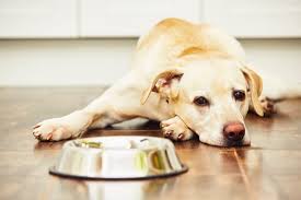 While you may think your dog is fussy, your dog may. My Dog Won T Eat Common Causes And Best Solutions