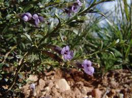 Image result for Aptosimum lineare