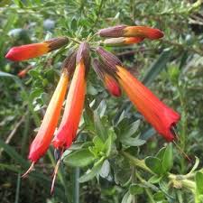 Image result for Cantua