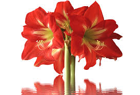 Maybe you would like to learn more about one of these? 40 Types Of Red Flowers With Pictures Flower Glossary