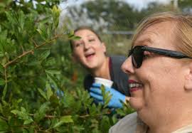 UF-Indian River Research and Education Center collect of Brazilian  Peppertree berries