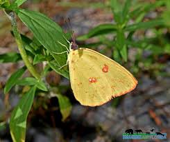 Image result for Afrosolen setifolius