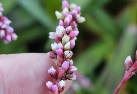 Image result for Persicaria decipiens