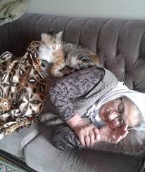 Pin By Sufficiency On Minik Dostlarimiz Cat Love Cats Cats And Kittens