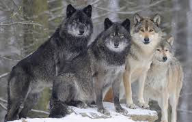 The great collection of images of wolf wallpapers for desktop, laptop and mobiles. Wallpaper Forest Group Wolves Images For Desktop Section Zhivotnye Download