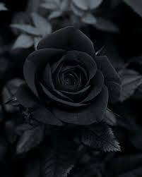 Aesthetic Black And White Rose Wallpaper Hd Pin On Black Rose