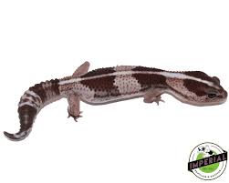 Image result for Oreosyce africana