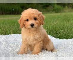 Maybe you would like to learn more about one of these? View Ad Cavapoo Puppy For Sale Near Texas Houston Usa Adn 151619
