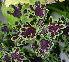 Image result for Coleus kapatensis