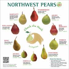 Pear Ripening Chart Related Keywords Suggestions Pear