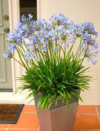 Drought Tolerant Patio Plant Storm Agapanthus Plants Full Sun Container Plants Container Plants