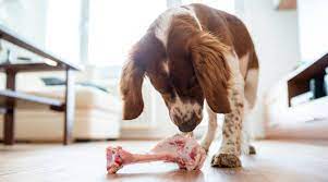 Help My Dog Just Ate A Steak Bone What Should I Do Now