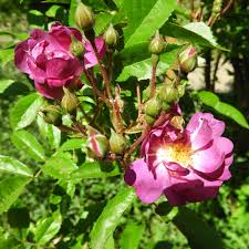 Rote ramblerrose chevy chase starkwachsende kletterrose reichblühend wurzelnackt. Ramblerrose Veilchenblau Rosa Veilchenblau Gartencenter Zulauf Pflanzen Kaufen