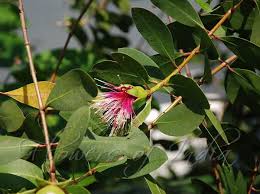 Image result for Sonneratiaceae