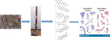 Image result for Staudtia