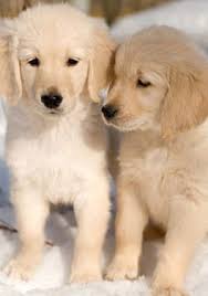 Roly Poly Puppies Find Your Next Puppy With Us Golden Retriever Puppies Retriever Puppy