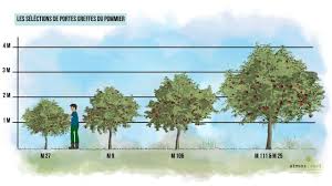 Comment Creer Des Arbres Fruitiers Pour A Peine 2 Euros Youtube
