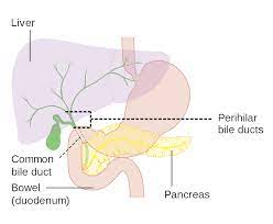The intrahepatic ducts are formed from the larger bile canaliculi which come together to form segmental ducts. Biliary Tract Wikipedia