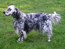 Almost ready to be taken home! English Setter Wikipedia