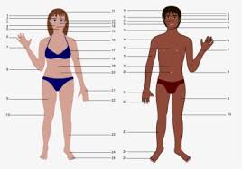 Download and print turtle diary's pictures of body parts worksheet. Transparent Human Body Parts Clipart Human All Body Parts Name Hd Png Download Transparent Png Image Pngitem