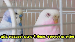 Muhabbet Kusu Goz Nezlesi Tedavisi Youtube