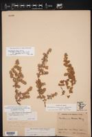 Image result for Guilleminea densa