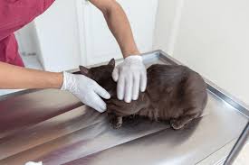 These medications do not provide a cure for. How To Stop Chronic Diarrhea In Cats Catpeaks