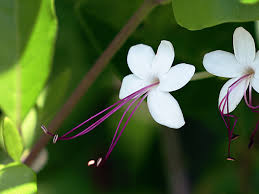 Image result for Volkameria