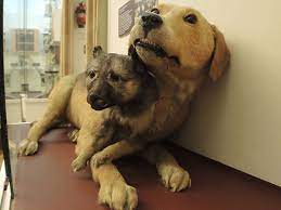 rossijskij hirurg aleksej chzhao o peresadke golovy programmistu eto spekulyaciya mk