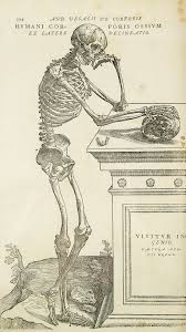 Bone cross section + long bone. Anatomy Wikipedia