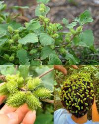 Image result for Xanthium